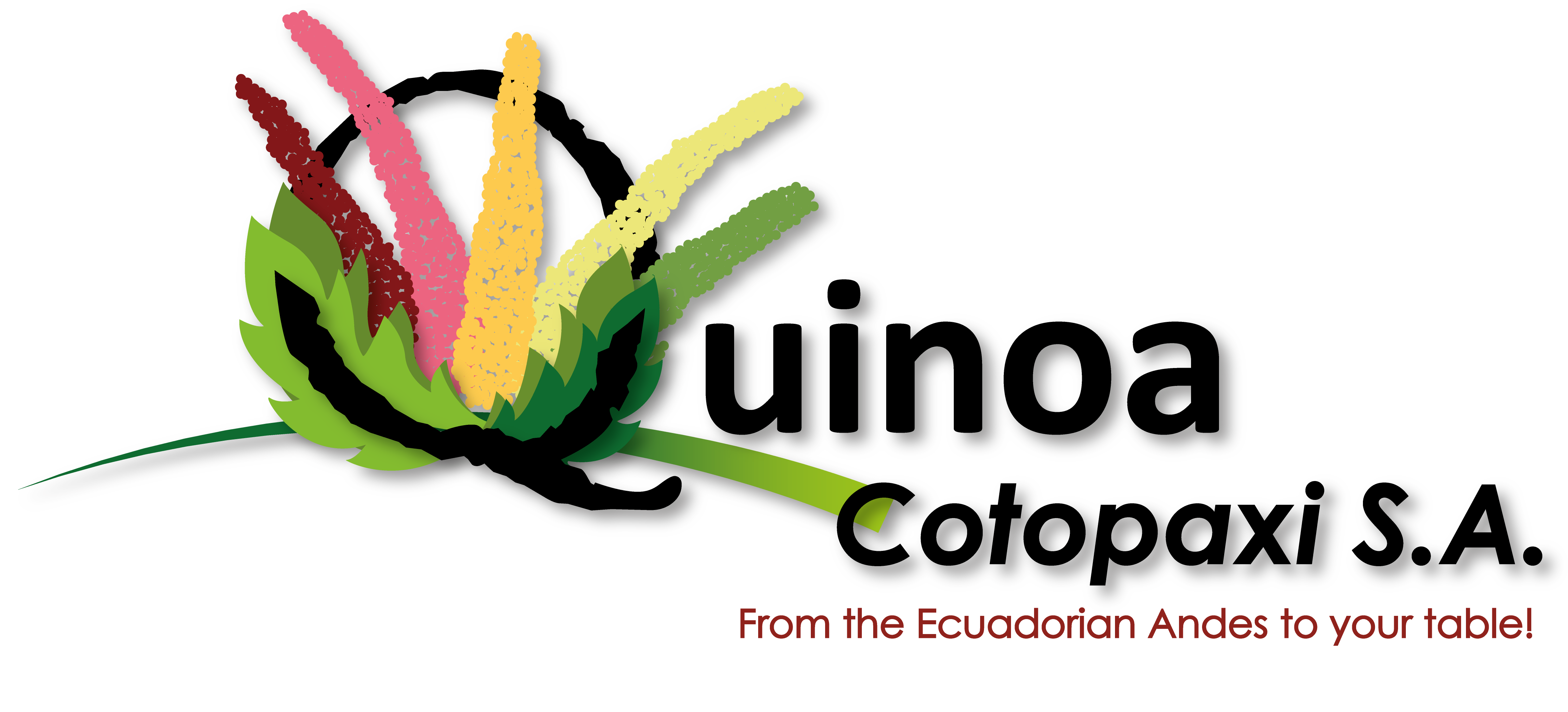 Quinoa Cotopaxi